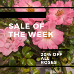 Sale of the Week
